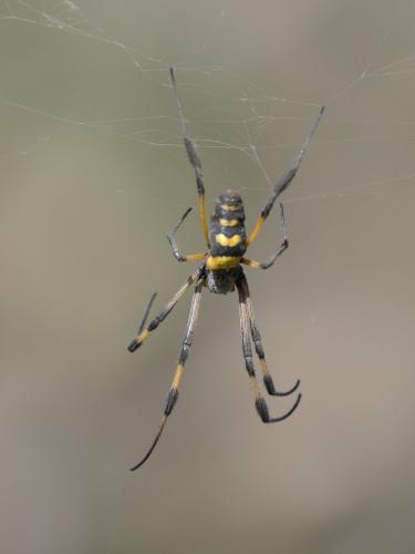 Trichonephila senegalensis